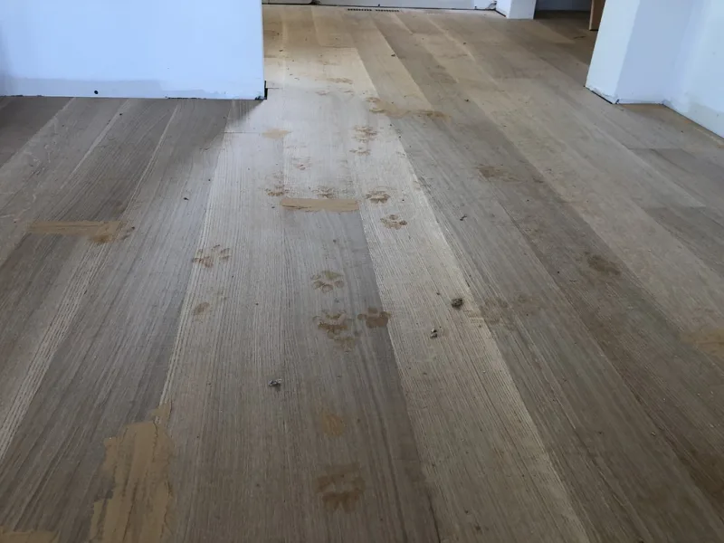 Des traces de pattes de chien sur un parquet clair